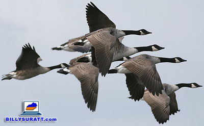 Canada geese flying in formation. (Photo by Ken Billington/Focusing on Wildlife via Wikimedia Commons) (CC BY-SA 3.0)