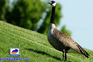 What’s good for the goose is good for the gasser What’s good for the goose is good for the gasser