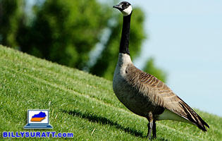 Picture of a Canada Goose.